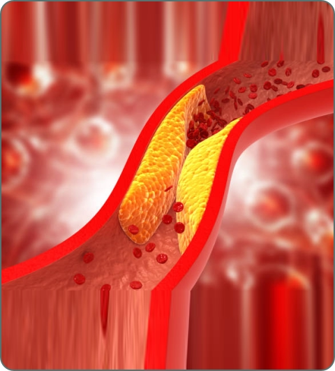 Heart and cardiovascular system illustration
